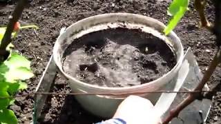 Как прорастают ОГУРЦЫ С КОТОРЫХ БУДЕМ СОБИРАТЬ по 20кГ