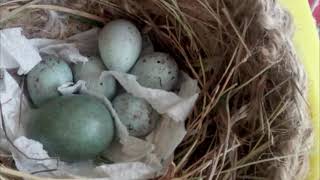 Моё увлечение. Канарейки :)