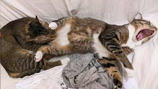 ЛУЧШИЕ ПРИКОЛЫ С КОТАМИ - САМЫЕ УГАРНЫЕ ЖИВОТНЫЕ