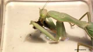 MANTIS CAZANDO UN PEZ