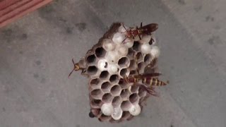 Wasp Spray Comparison (Spectricide Vs Eliminator)