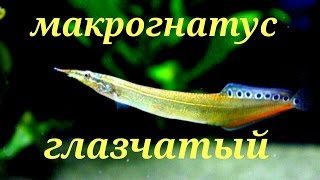 Аквариумные рыбки. Макрогнатус глазчатый