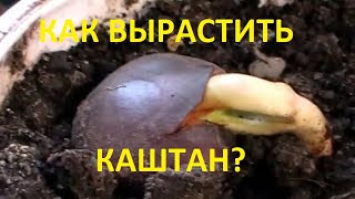 Как самому вырастить каштан (1 часть -первый способ)