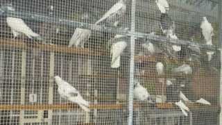 Iranian High Flyers pigeons -İran yüksek üçüş güvercini کبوتر اصیل ایران از تهران و کاشان