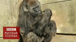 Детеныш гориллы обнимается с приемной мамой