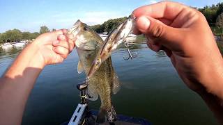 Livetarget BaitBall JERKBAIT
