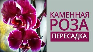 ПЕРЕСАДКА УЦЕНЁННОЙ ОРХИДЕИ // Каменная роза