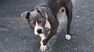 Woman teaches discarded disabled puppy to walk