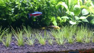 Aquascape Montecarlo & Hairgrass Video Time Lapse