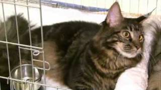 Maine Coon najstarsza rasa kotów w Północnej Ameryce
