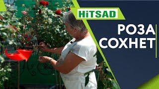 Почему Сохнет РОЗА ?Чем Болеют Розы ? Советы От Хитсад ТВ дачные советы