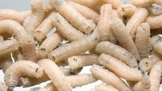 Ароматный опарыш. Как подготовить опарыша перед рыбалкой.