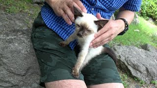 益々可愛いシャム子猫・自ら膝に乗って来て～満足気に眠る?✨
