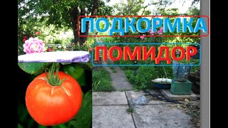 Подкормка ПОМИДОР Зольным Настоем