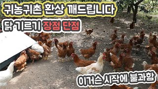 귀농귀촌 로망 닭 기르기 장단점-꿈과 현실