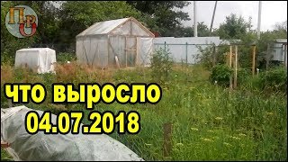 Обзор растений 4 июля 2018 года. Мой огород в июле.