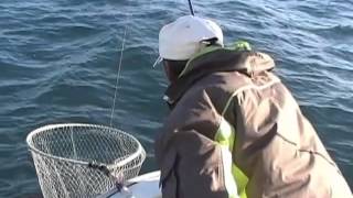 釣り味満点、大アジ釣り
