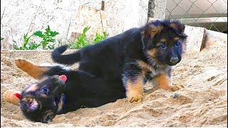 Щенки от Дольфа и Геры. Длинношерстные немецкие овчарки. Puppies long-haired German Shepherd.