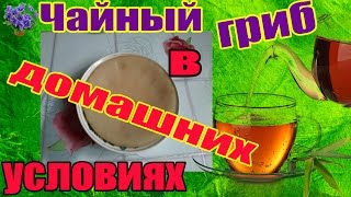 Чайный гриб в домашних условиях