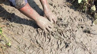 Unique Hand Fishing - Man Catching lot Of Fishes From Muddy Soil In Dry Canal