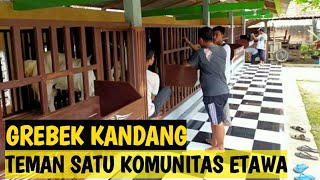 Grebek Kandang Teman Satu Komunitas Pecinta Kambing Etawa,Milik Kang Arya Naga Farm Lamongan