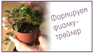 Формируем фиалку-трейлер