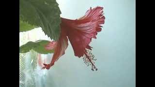 Hibiscus flower opening Time Lapse 100x