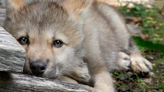 Крохотный волчонок совсем выбился из сил! Еще немного и будет уже поздно.