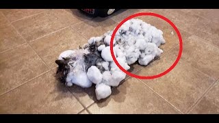 Он превратился в КОМОК СНЕГА и не мог двигаться. Спасение кота холодной зимой.