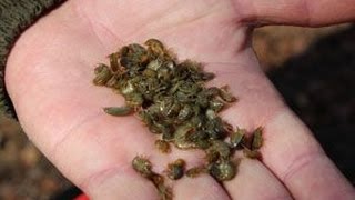 мормышница, Хранение горбунца, хранение мормыша