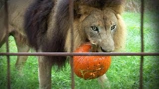 GROWLOWEEN! Lions Tigers & Bats!