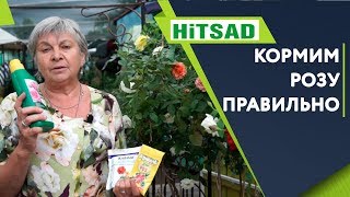 ПОДКОРМКА РОЗ ? Пышная роза Летом ✔️ Советы от Хитсад ТВ