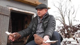Николаевские голуби, в гостях у голубевода 1 ЧАСТЬ  29.01.20