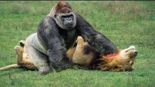 10 СУМАСШЕДШИХ БИТВ ЖИВОТНЫХ СНЯТЫХ НА КАМЕРУ ЛЮДЬМИ / Часть 2