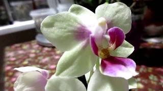 ★Орхидея в воде. Нежная мини фалек Сого Фестиваль \ Overview of the mini phalaenopsis Sogo Festival