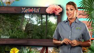 Welcome to Xel-Há. Natural Wonder. Riviera Maya tours