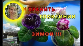 ?КАК ХРАНИТЬ ГЛОКСИНИИ ЗИМОЙ . ?How to grow gloxinia from a tuber