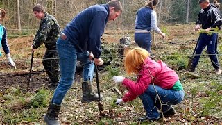 На Прикарпатті учні та активісти садили ліс
