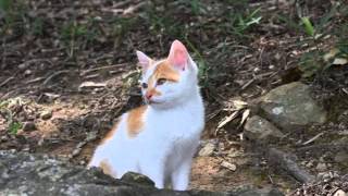 山で見た野良猫写真　その壱　癒しです