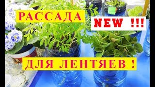 РАССАДА ДЛЯ ЛЕНТЯЕВ ! РАССАДА НА ФИТИЛЬНОМ ПОЛИВЕ ! НОВОСЬ 2018 !