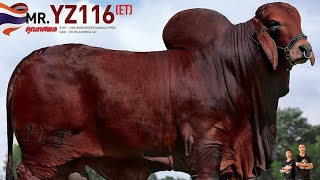 ทีเด็ดพ่อพันธุ์บราห์มัน จ้าวทศพล (YZ116) แบรนด์ดี พันธุกรรมระดับโลก @โชคเนรมิตรฟาร์ม จ.มหาสารคาม