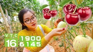 Cherry, dưa Pepino… "gây bão" thị trường Việt | VTC16