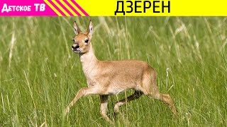 Кто такой Дзерен?