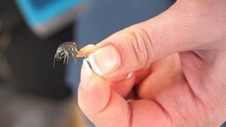 Рыбалка.Как насадить мормышку