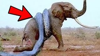 10 СМЕРТЕЛЬНО ОПАСНЫХ Животных АФРИКИ!