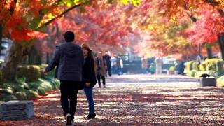 栃木県那須塩原市　大山参道の紅葉