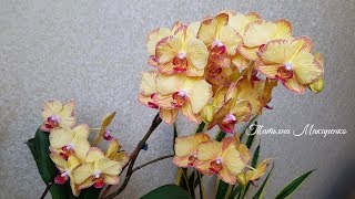 ШИКАРНОЕ цветение ОРХИДЕИ без ИМЕНИ ОБИЛЬНОЕ  ПЫШНОЕ ОРХИДЕЯ orchid orchids