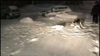 Песец гоняет собаку в городе Талнах