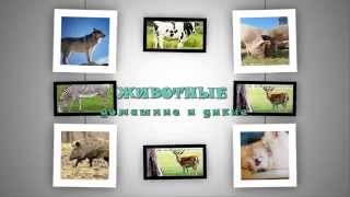 Домашниe и дикие животные. Развивающие мультфильмы для детей