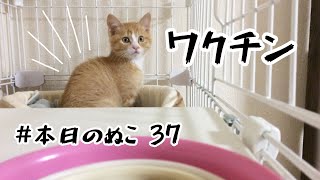本日のぬこ㊲　【ワクチン】